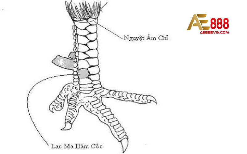 Vảy Lạc Ma Hàm Cốc - Vảy gà độc cực hiếm